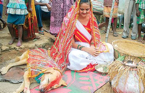 kuda kawin foto sepasang anjing kawin  tengah jalan bikin heboh