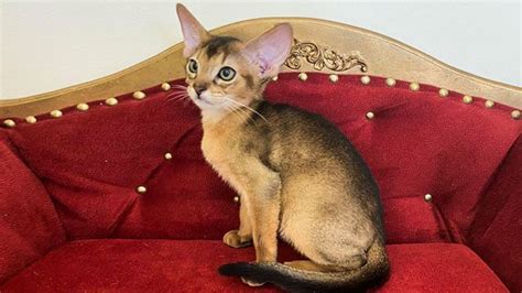 Котёнок абиссинец дикого окраса! Яркий, глазастый, ушастый