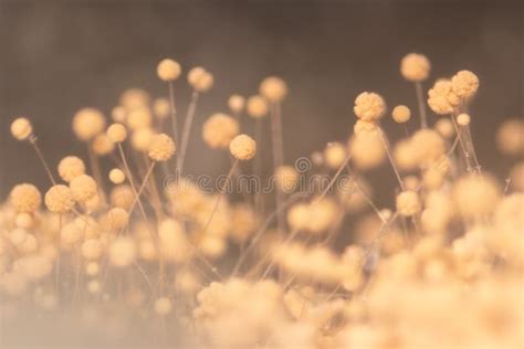 aspergillus mold  microbiology stock photo image  culture