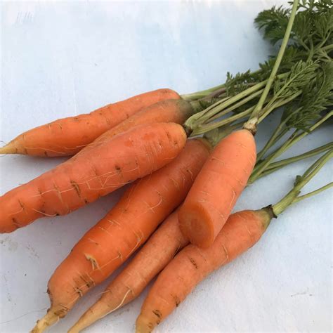 One Carrot Images