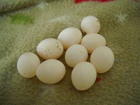 how long do cockatiel eggs take to hatch