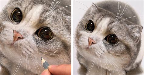 realistic drawings  cats  thousand realistic cat drawing