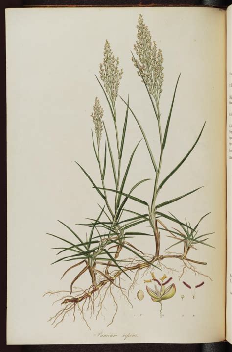 panicum repens