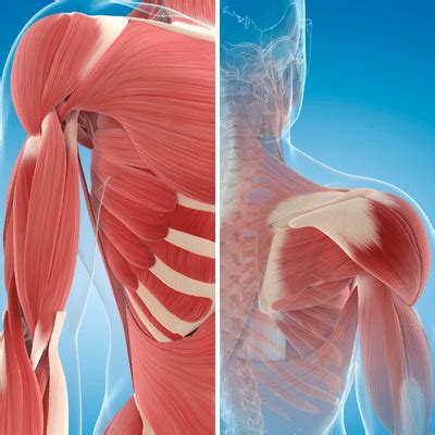 anatomy   shoulder  shoulder massage techniques