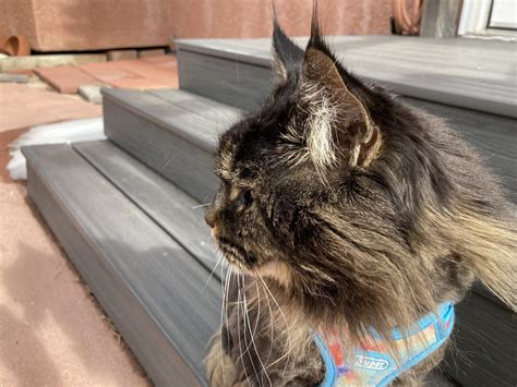 Your Cat Lives in a Noisy World - What do Cats Hear