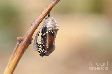 Swallowtail Butterfly Emerging From Cocoon #1 Photograph by Alon Meir ...