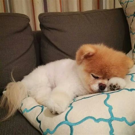 . Boo The Cutest Dog, World Cutest Dog, Cute Little Animals, Baby Animals, Funny Animals, Small ...