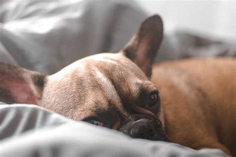 Sabia que o seu animal também pode desmaiar? – BLOG VETPORTO