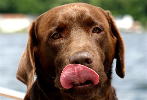 Fotos gratis : perrito, perro, animal, canino, mascota, marrón