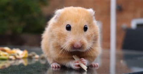 Can Hamsters Eat Guinea Pig Food? Exploring Dietary Compatibility ...