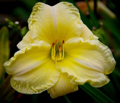 Free Images : flower, petal, yellow, garden, flora, cream, lily, blooms