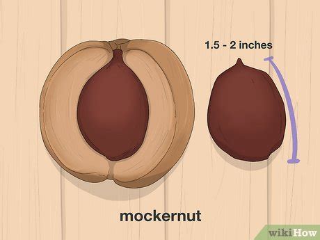 How to Identify Hickory Nuts (with Pictures) - wikiHow