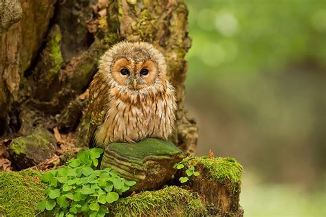 Owl | Bored Panda