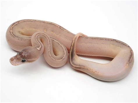 Cinnamon Ball Python: A Guide to This Unique Python Morph - Vital Frog