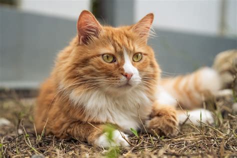 10 Fun Facts About Orange Tabby Cats