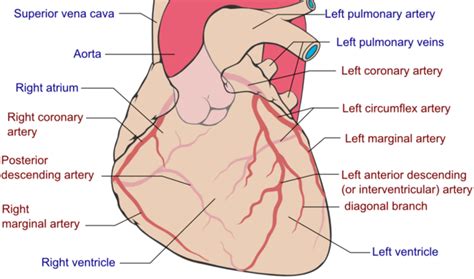 coronary artery physiopedia
