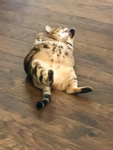 Discover more like Catsgonewild: She was proud to be a BBW and her cam