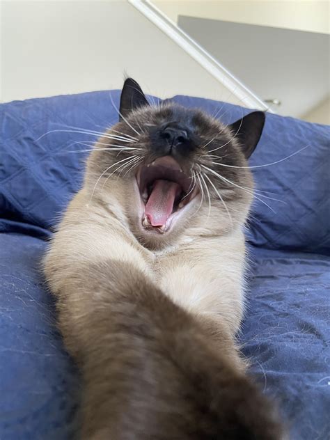 my sweet boy yawning : r/ragdollcats