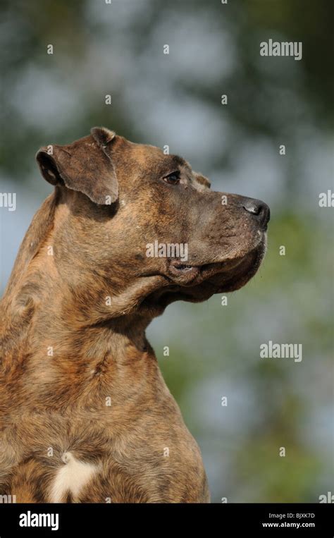 antique dogge portrait stock photo alamy