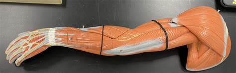 upper posterior arm muscles diagram quizlet