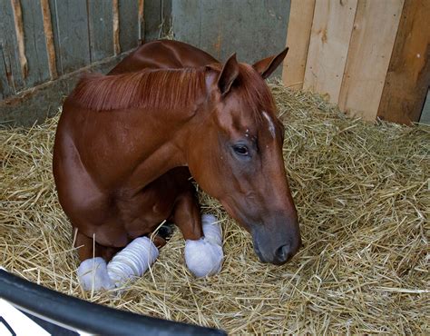 Saratoga: Pletcher, Brown and Mott loaded with 2-year-olds
