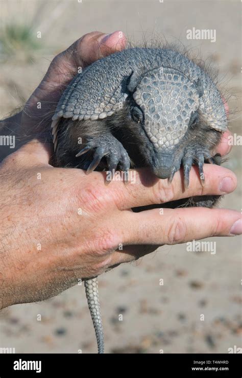 Pichi zaedyus pichiy patagonia hi-res stock photography and images - Alamy