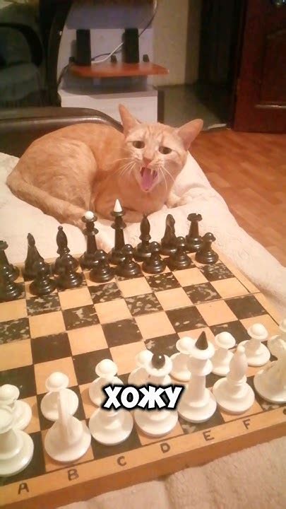 Играем с Клёпой в шахматы 🐱 #кошка #кошки #шахматы #кот #котики #зож ...