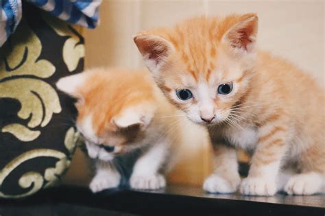 Отдам котят в добрые руки! | Пикабу