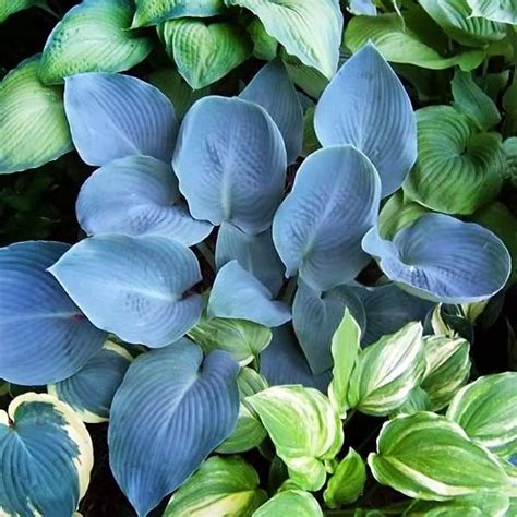 Семена Hosta BLUE VISION (Хоста) купить c доставкой почтой | Адениум дома