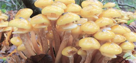 Weird Science: Humongous Fungus Smithsonian Magazine