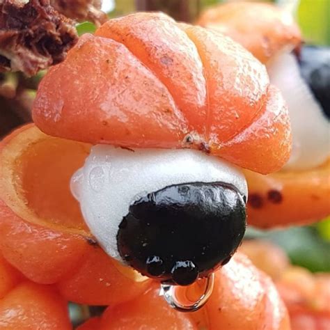 História Da Fruta Guaraná - Guaraná: O Energético Natural da Amazônia - Frutas Nativas