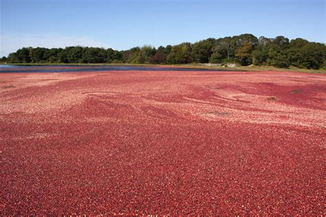 Cranberry Harvest - New England