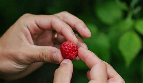foraging  beginners  complete guide  safe sustainable