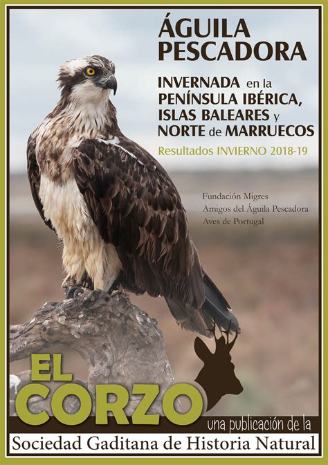 Nuevo articulo sobre el censo de invernada del Águila Pescadora en la