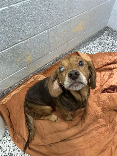 mercer county animal shelter 6