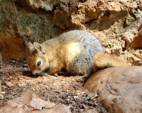 Caucasian squirrel - Facts, Diet, Habitat & Pictures on Animalia.bio