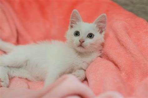 why do cats wag their tails while lying down 9
