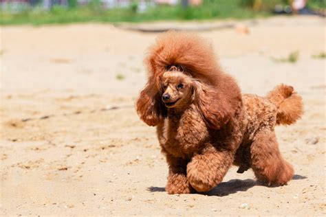 Miniature Poodle Dog Breed Health and Care | PetMD