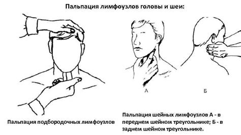 АФО и методики обследования кожи ПЖК лимфатической и