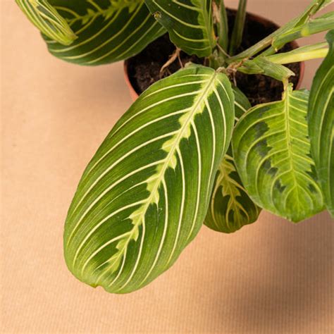Maranta lemon lime – Simegarden
