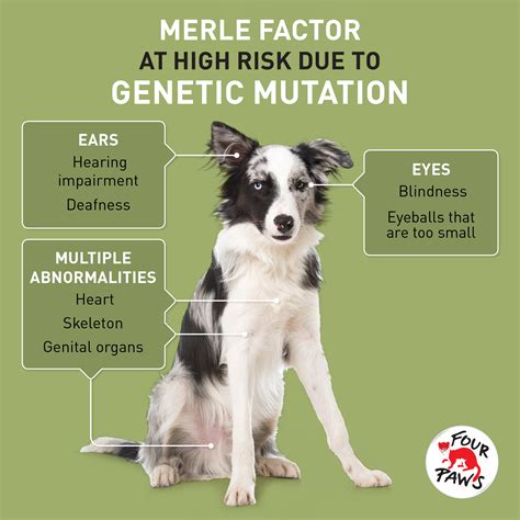The Suffering of Dogs with Genetic Disorders - FOUR PAWS International