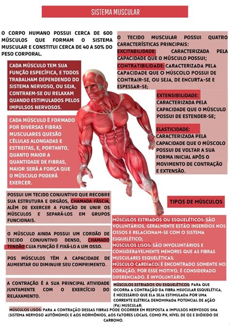 Sistema Muscular Resumo