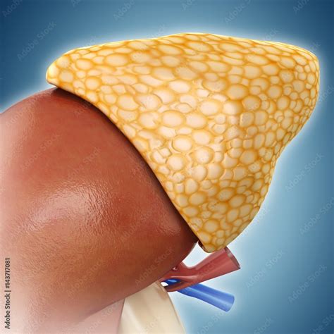 adrenal gland anatomy illustration stock photo adobe stock