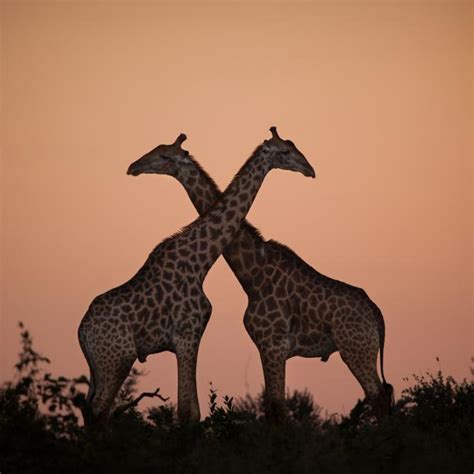 Why Giraffes Evolved to Have Long Necks | Discovery