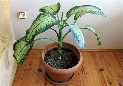 Houseplants You Might Not Know Are Poisonous | Best Pick Reports