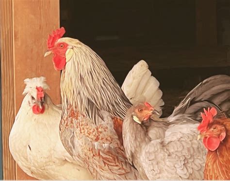 The secret life of chickens: unveiling the wonders of chicken keeping