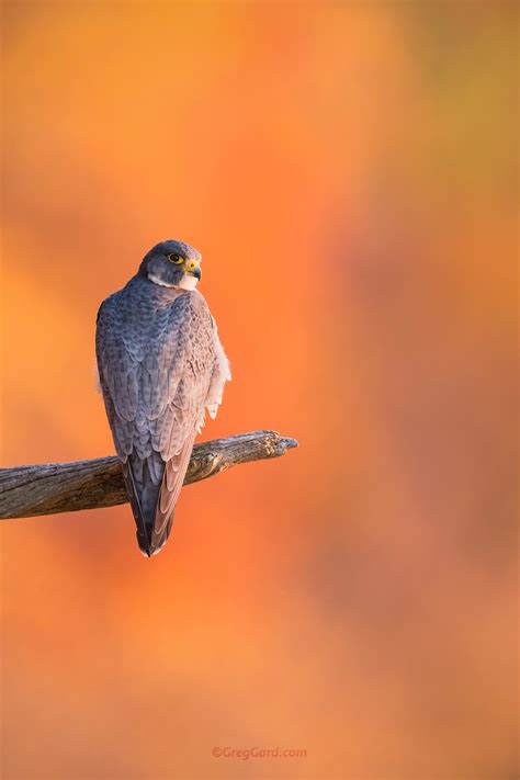 Peregrine Falcon — Greg Gard