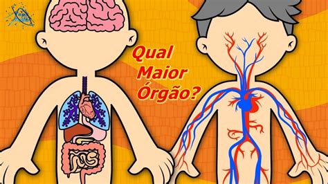 Maior Orgão Do Corpo - 9