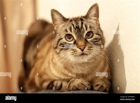 cat    front stock photo alamy