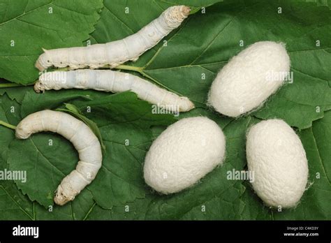 bacteria   silk  timothy greenwell blog